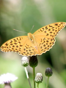 Butterfly,  My Butterfly 8