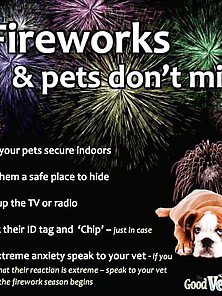Fireworks And Pets