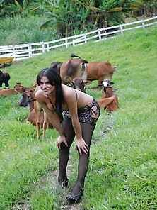 Shemale And Cows