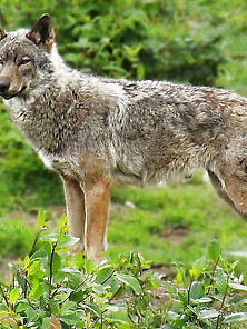 Loups De Tous Poils,  Canis Lupus Et Lupus Sexuali