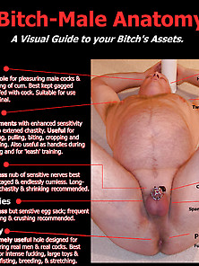 Bitch-Male Anatomy