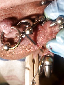 Pierced Slavedick New Piercings January 28