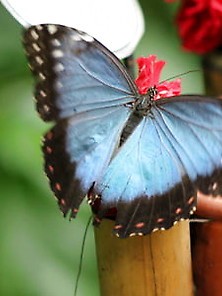 Butterfly,  My Butterfly 2