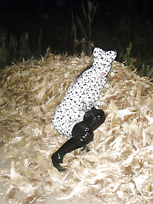 Dalmatians Clothes Field Exposure