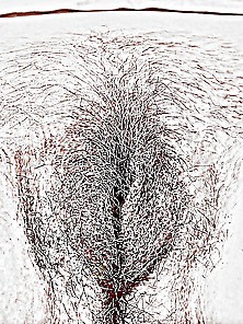 Pussy - Art With And For Haarigemuschi