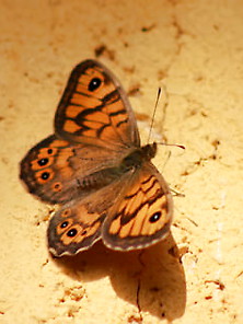 Butterfly,  My Butterfly 6