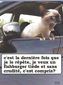French Captions 164 Rb Special Pets