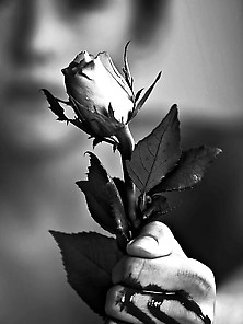 Mystery Of Dark Roses